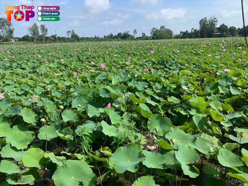 Canh-dong-sen-le-bo-dongthaptoplist