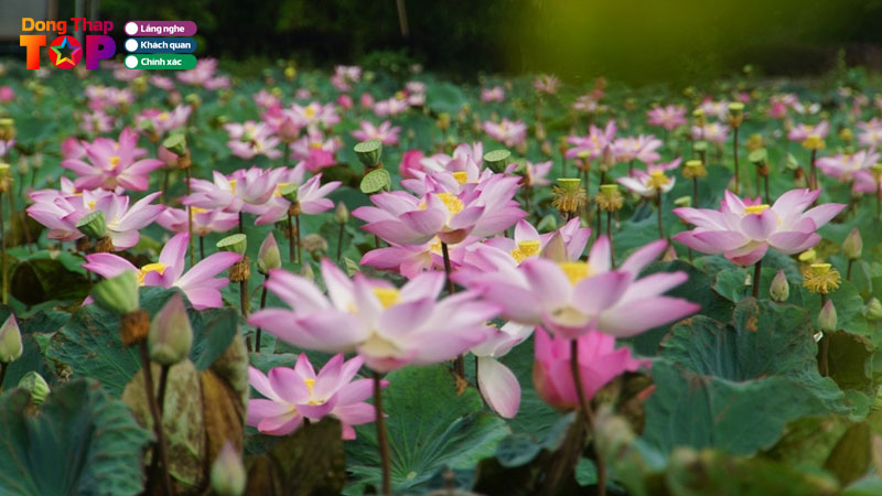 Diem-danh-5-dong-sen-o-dong-thap-check-in-sieu-dep-dongthaptoplist