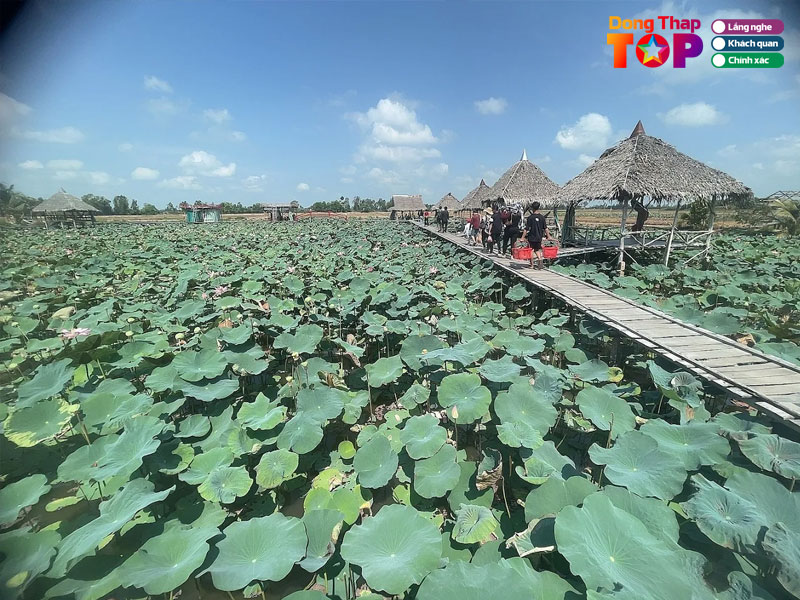 Khu-du-lich-dong-sen-thap-muoi-dongthaptoplist