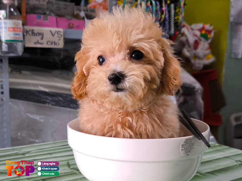 Petsen-dongthaptoplist