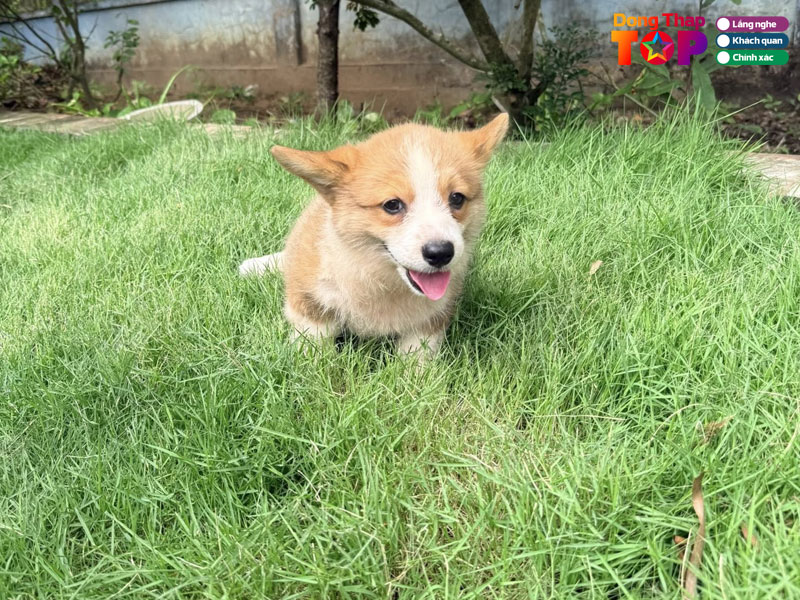 Trai-cho-an-khang-dongthaptoplist