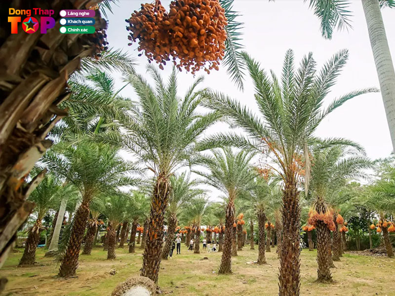 Cac-hoat-dong-trai-nghiem-tai-vuon-cha-la-sa-dec-dongthaptoplist