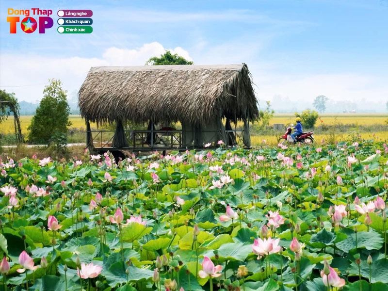 Gioi-thieu-chung-ve-khu-du-lich-dong-sen-thap-muoi-dongthaptoplist