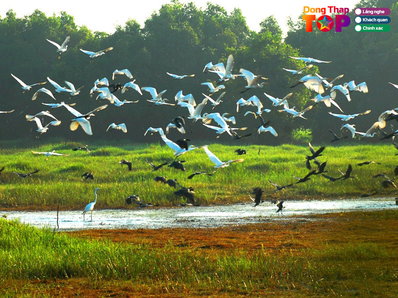 Gioi-thieu-vuon-quoc-gia-tram-chim-dongthaptoplist