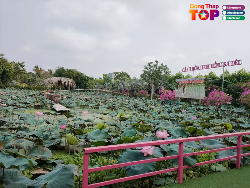 Huong-dan-di-chuyen-den-canh-dong-hoa-hong-sa-dec-dongthaptoplist