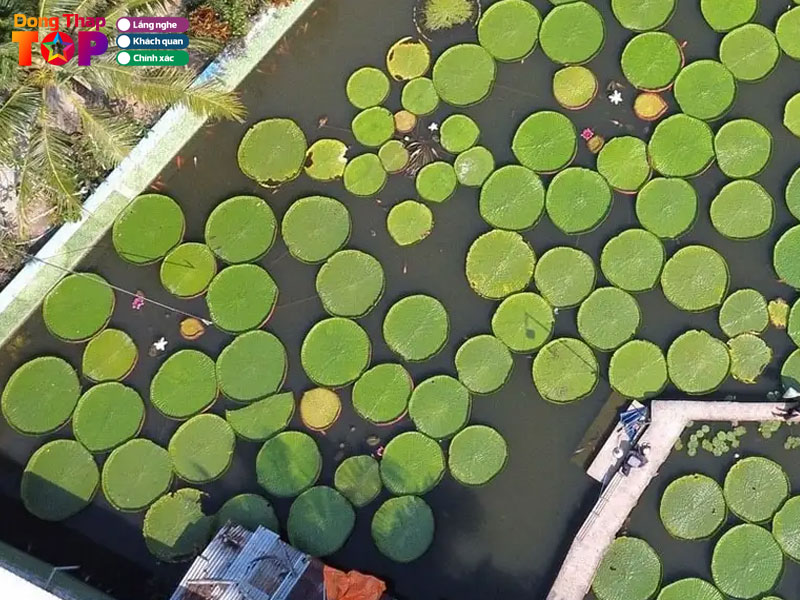 Huong-dan-di-chuyen-den-chua-la-sen-dong-thap-dongthaptoplist