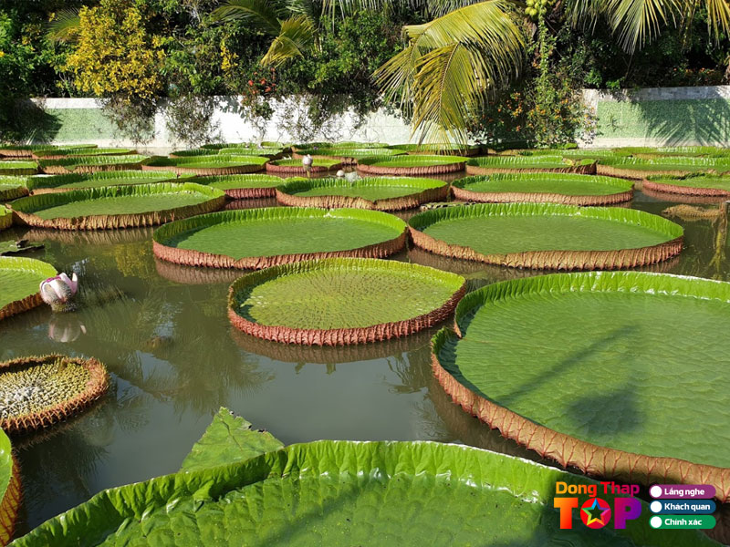 Kien-truc-chua-la-sen-o-dong-thap-dongthaptoplist