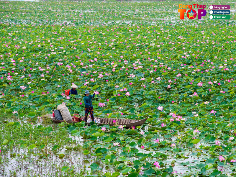 Nen-tham-quan-dong-sen-thap-muoi-vao-thoi-diem-nao-dongthaptoplist