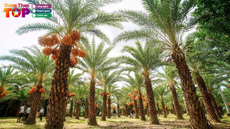 Vuon-cha-la-dong-thap-noi-bat-voi-ve-dep-tu-nhien-va-yen-binh-dongthaptoplist