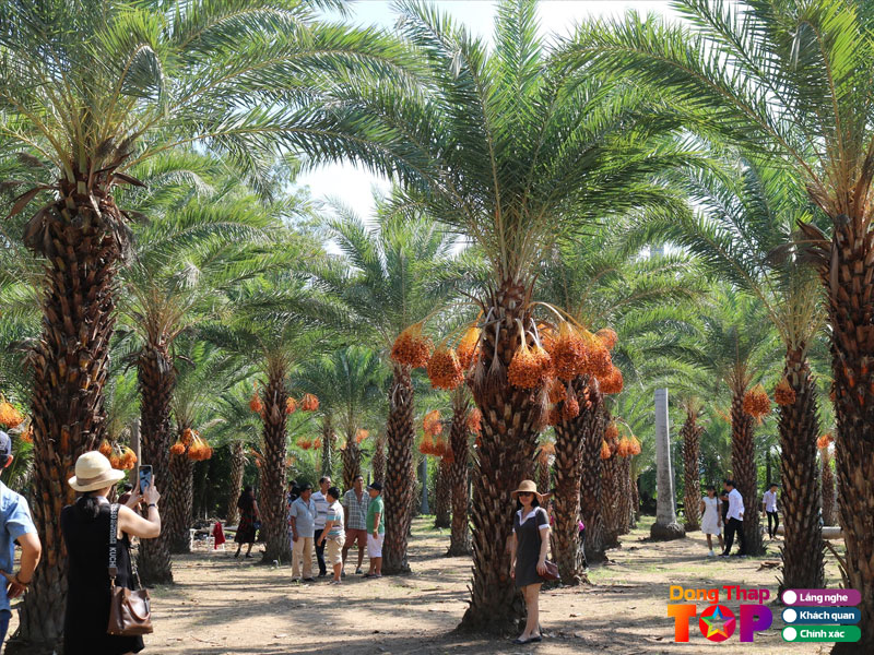 Vuon-cha-la-dong-thap-o-dau-dongthaptoplist