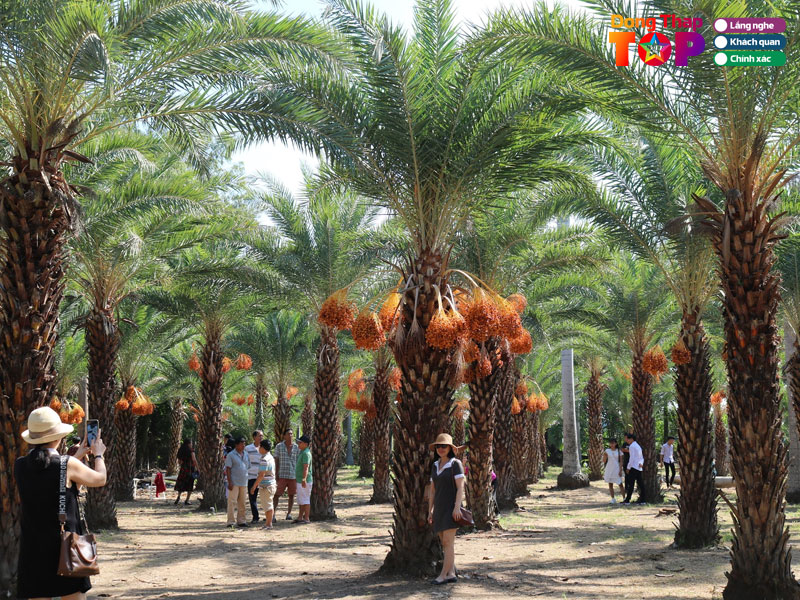 Vuon-cha-la-dongthaptoplist