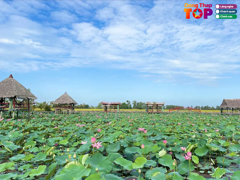 Khu-du-lich-dong-sen-thap-muoi-dongthaptoplist