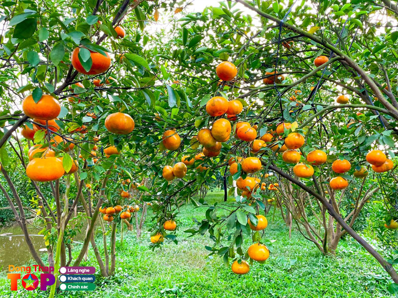 Vuon-quyt-hong-lai-vung-dongthaptoplist