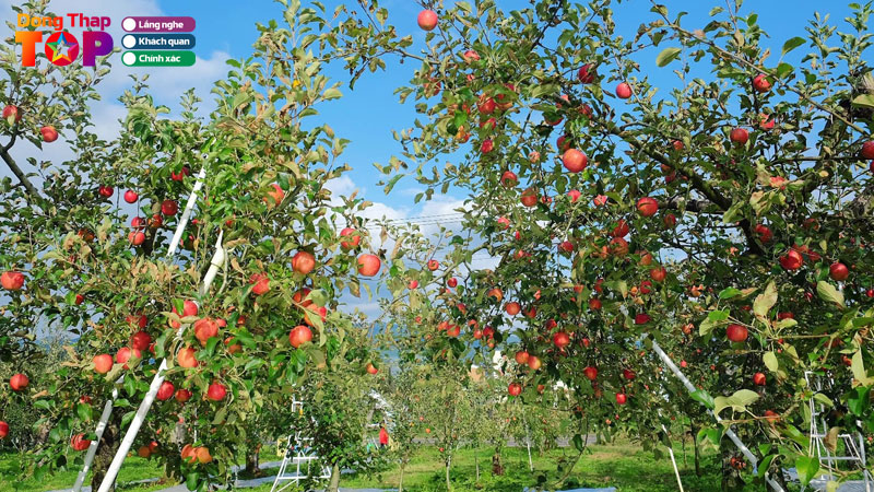 Kham-pha-10-vuon-trai-cay-o-dong-thap-nen-ghe-tham-mot-lan-dongthaptoplist