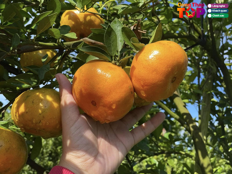 Nhung-luu-khi-y-khi-tham-quan-tai-cac-vuon-trai-cay-dongthaptoplist