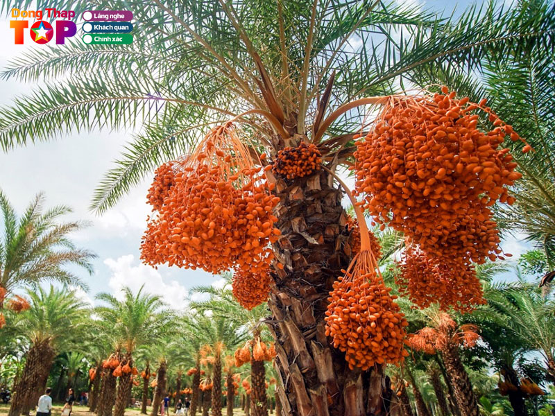 Vuon-cha-la-sa-dec-dongthaptoplist