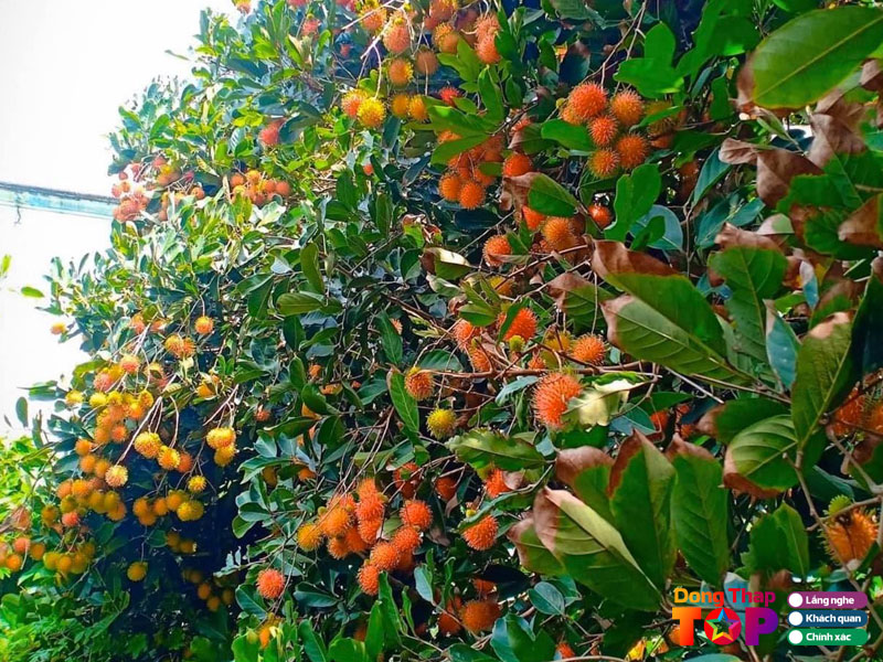 Vuon-chom-chom-huyen-vu-dongthaptoplist