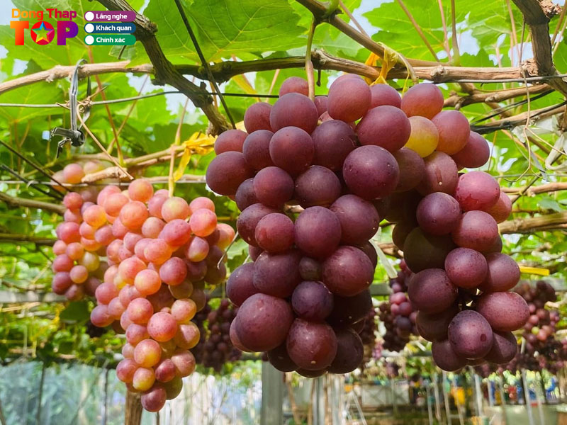 Vuon-nho-xuan-tuoi-dongthaptoplist