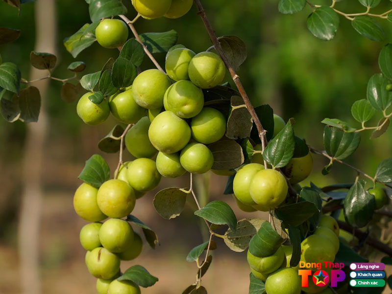 Vuon-tao-ut-nhan-dongthaptoplist