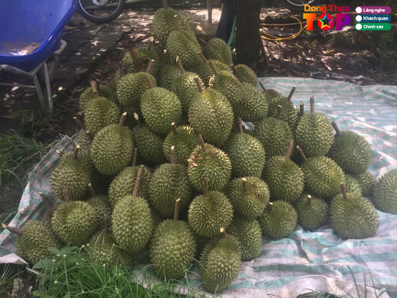 Vuon-trai-cay-sinh-thai-hai-thuy-dongthaptoplist