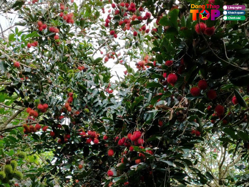 Vuon-trai-cay-sinh-thai-tam-sang-dongthaptoplist