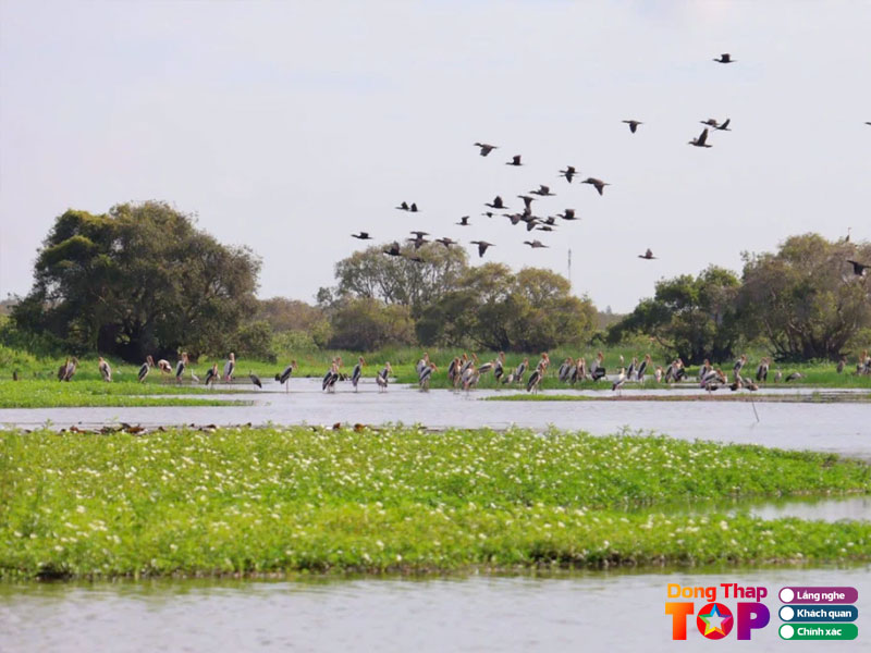 Vuon-quoc-gia-tram-chim-dongthaptoplist