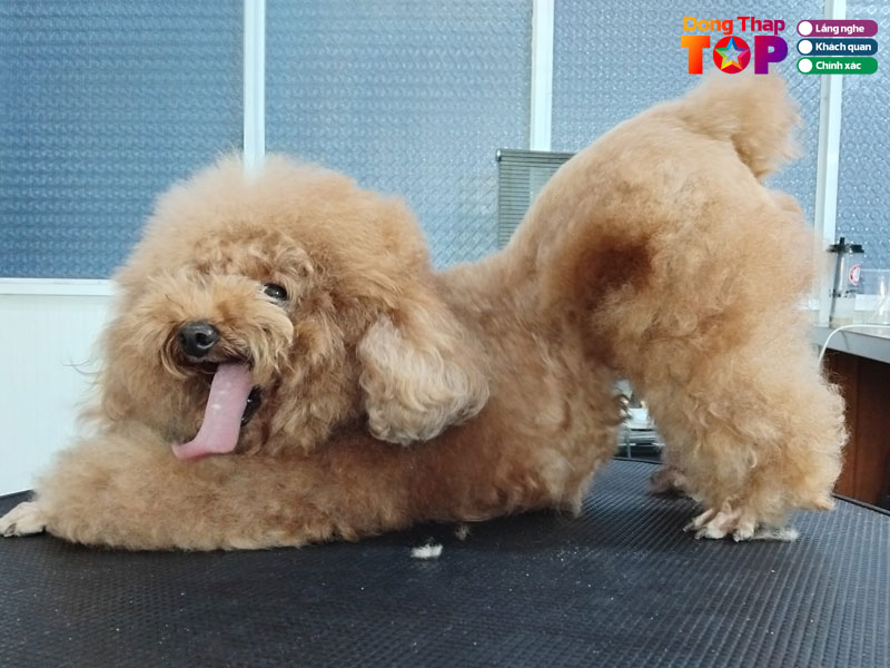 Gau-pet-dongthaptoplist