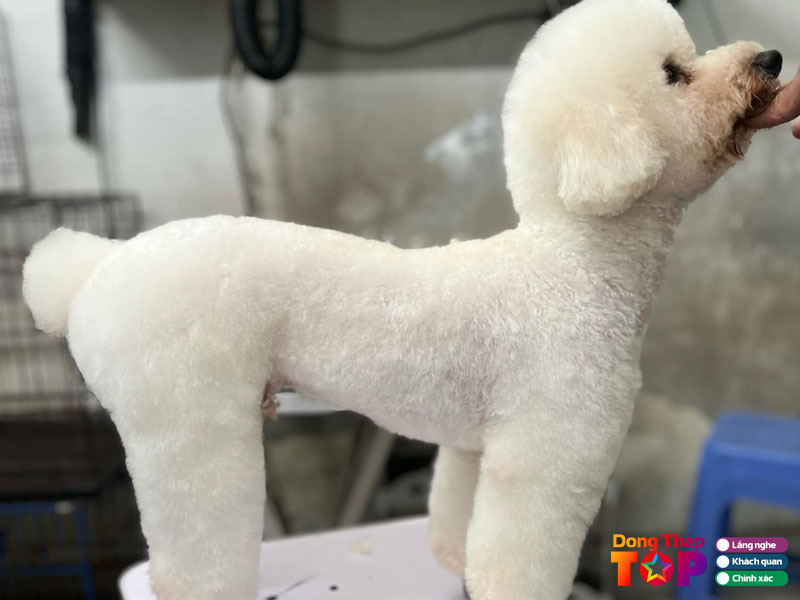 Pet-home-dongthaptoplist