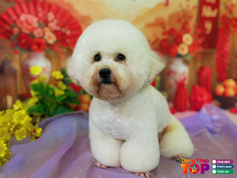 Phong-kham-thu-y-miupet-dongthaptoplist