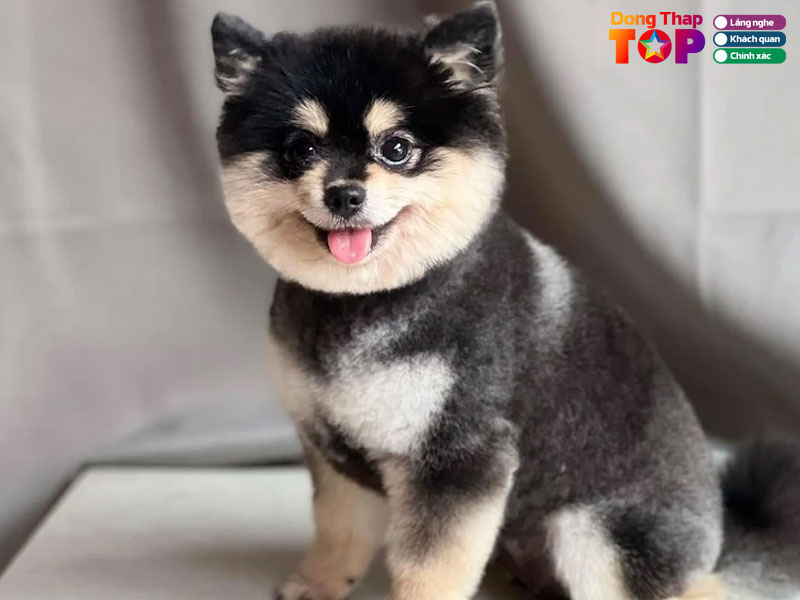 Simba-pet-shop-dongthaptoplist